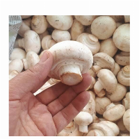 قارچ تازه و دستچین شده (ده کیلوگرم)