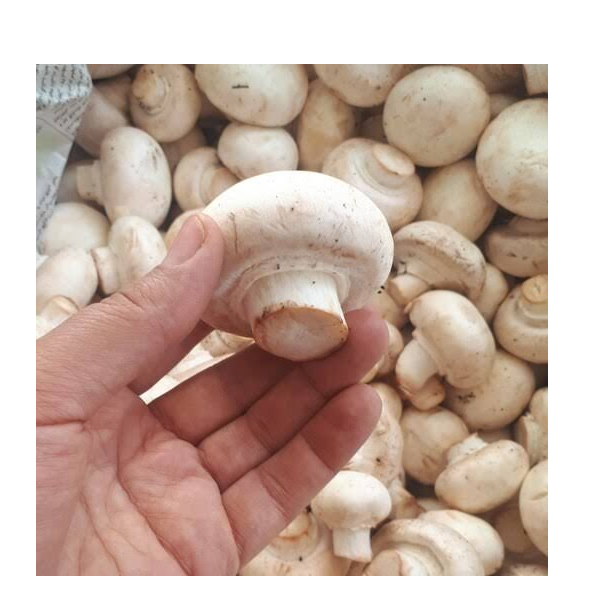 قارچ تازه و دستچین شده (ده کیلوگرم) 0